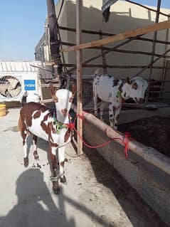 Bakra For Sale