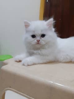 White Persian Kitten | 1 month  Kitten | Beautiful Kitten