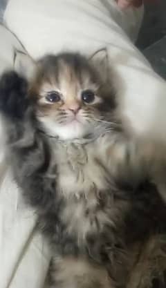 Persian 3 felame 1 kitten for sale whatsup nbr 03084970434 0