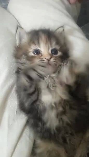 Persian 3 felame 1 kitten for sale whatsup nbr 03084970434 1