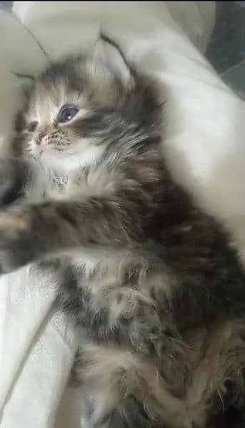 Persian 3 felame 1 kitten for sale whatsup nbr 03084970434 2
