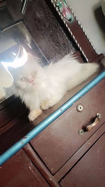 Persian 3 felame 1 kitten for sale whatsup nbr 03084970434 3