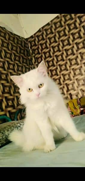 Persian 3 felame 1 kitten for sale whatsup nbr 03084970434 5