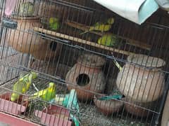 Australian perrot . . . pairs for sale