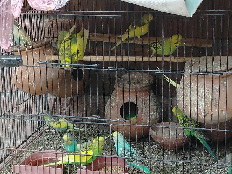 Australian perrot . . . pairs for sale 2