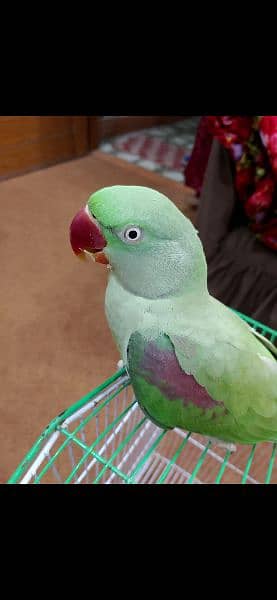 Raw Parrot with Free cage (Pinjra) 0