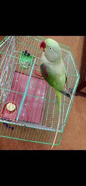 Raw Parrot with Free cage (Pinjra) 1