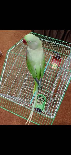 Raw Parrot with Free cage (Pinjra) 2