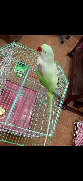 Raw Parrot with Free cage (Pinjra) 3