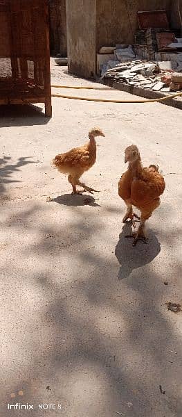 golden heavy buff Chicks 2
