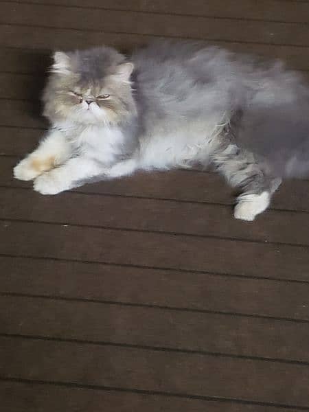 Persian Male cat 4