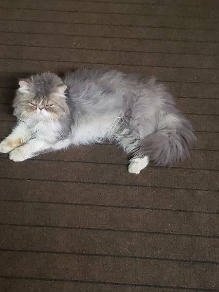 Persian Male cat 5