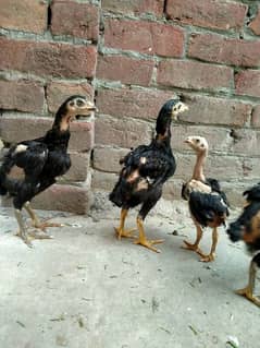 pure aseel chicks healthy and active