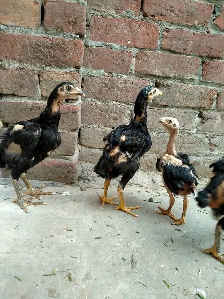 pure aseel chicks healthy and active 0