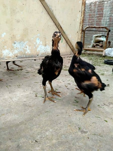 pure aseel chicks healthy and active 2