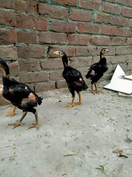 pure aseel chicks healthy and active 3