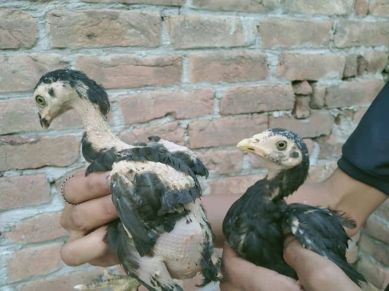 pure aseel chicks healthy and active 5