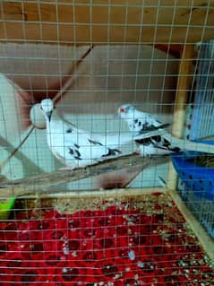 Dove for sale full healthy pair