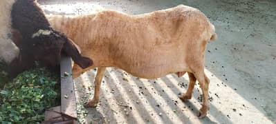 Desi sheep For sale 0
