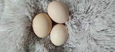 Bantam Cochin eggs