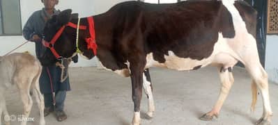 Frizan cow 14 kg milk