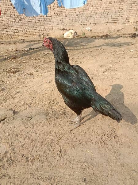 Pure Aseel Crook Hens Available 2