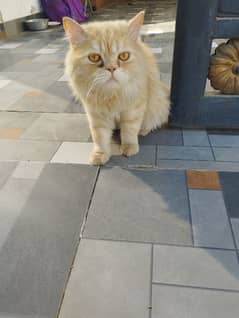 Persian Cat punch face