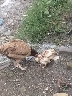 Aseel Hen With Chicks