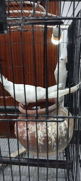 A pair and a single male cocktail for sale 2