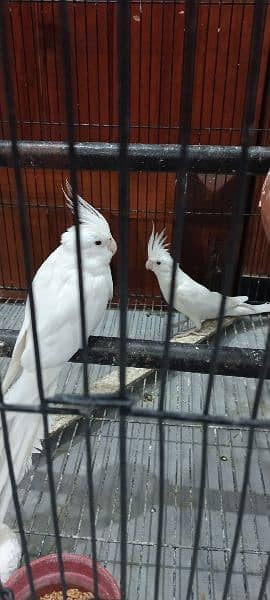 A pair and a single male cocktail for sale 4