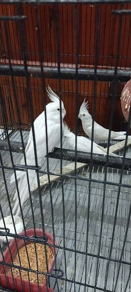 A pair and a single male cocktail for sale 6