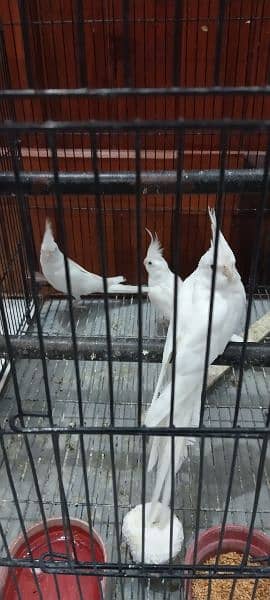 A pair and a single male cocktail for sale 7