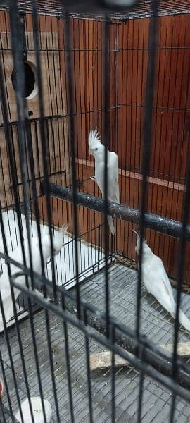 A pair and a single male cocktail for sale 10