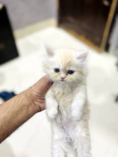 Persian tripple coated kittens