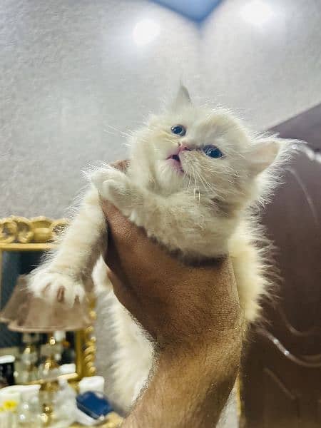 Persian tripple coated kittens 1