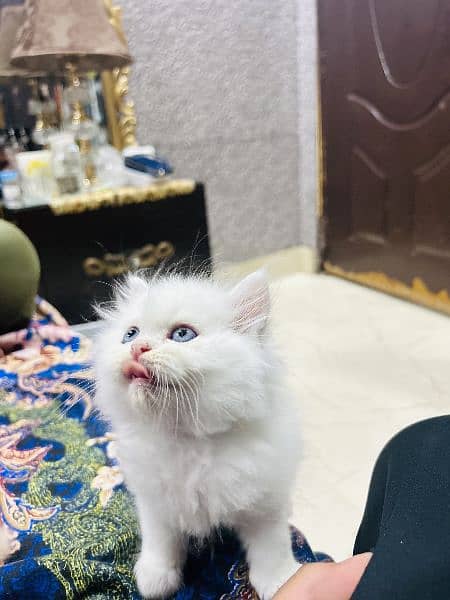 Persian tripple coated kittens 2