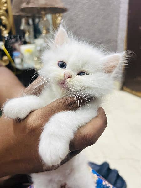 Persian tripple coated kittens 3