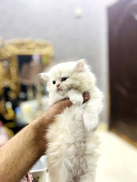 Persian tripple coated kittens 4