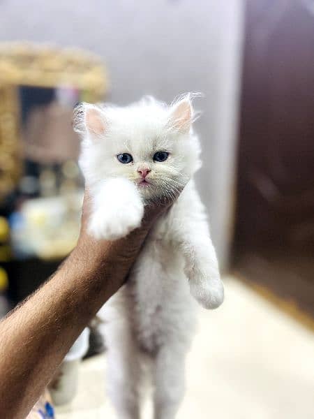 Persian tripple coated kittens 5