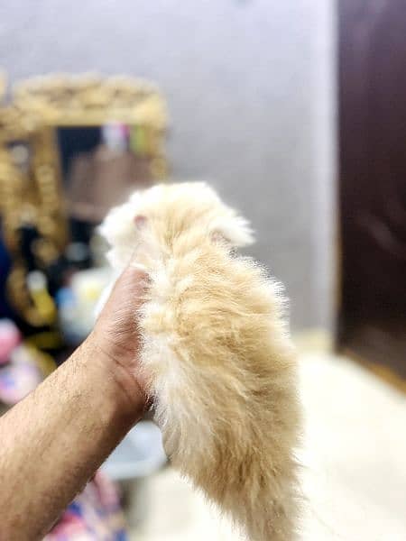 Persian tripple coated kittens 7
