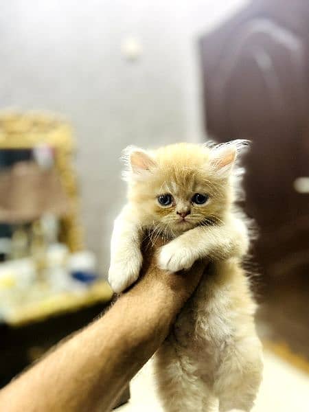 Persian tripple coated kittens 8