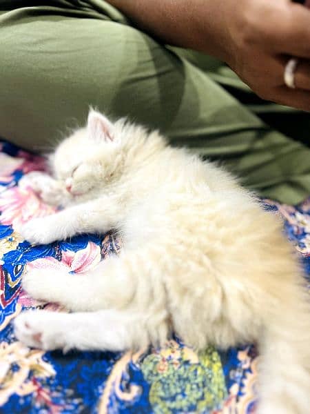 Persian tripple coated kittens 9