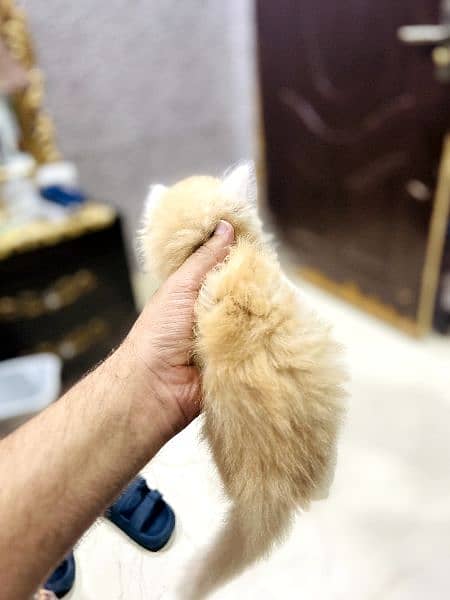 Persian tripple coated kittens 10