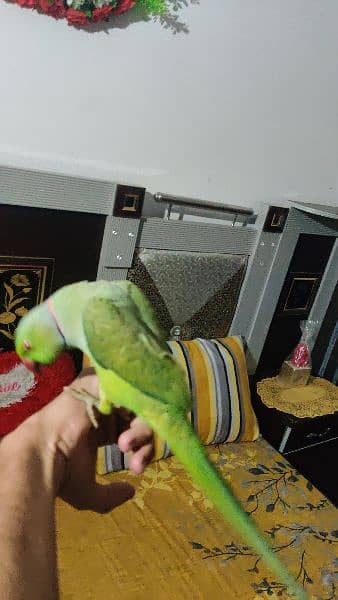 ringneck talking parrot full hand tamed or friendly he 4
