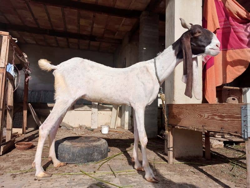 Breedar goat's for sale 0