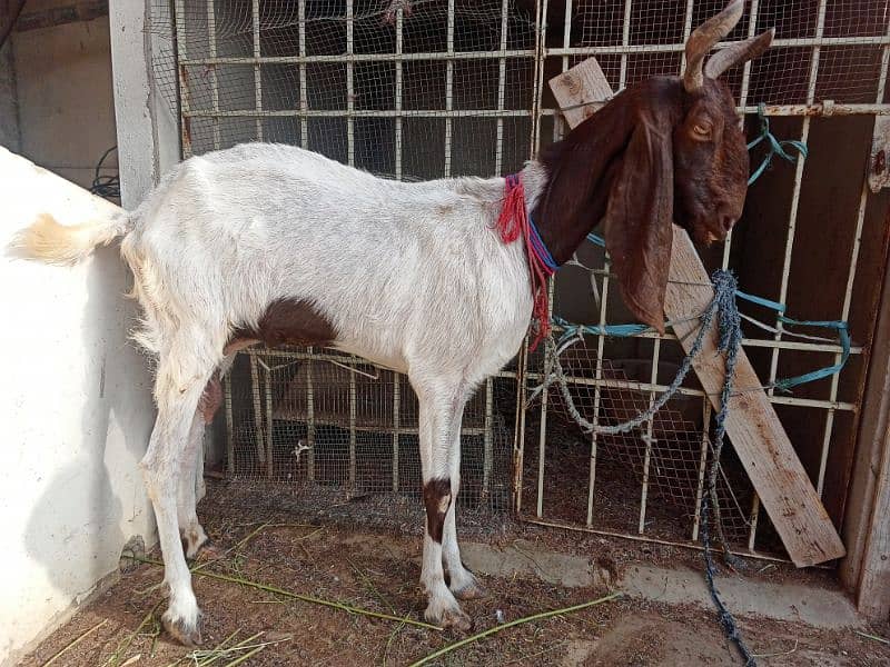 Breedar goat's for sale 2