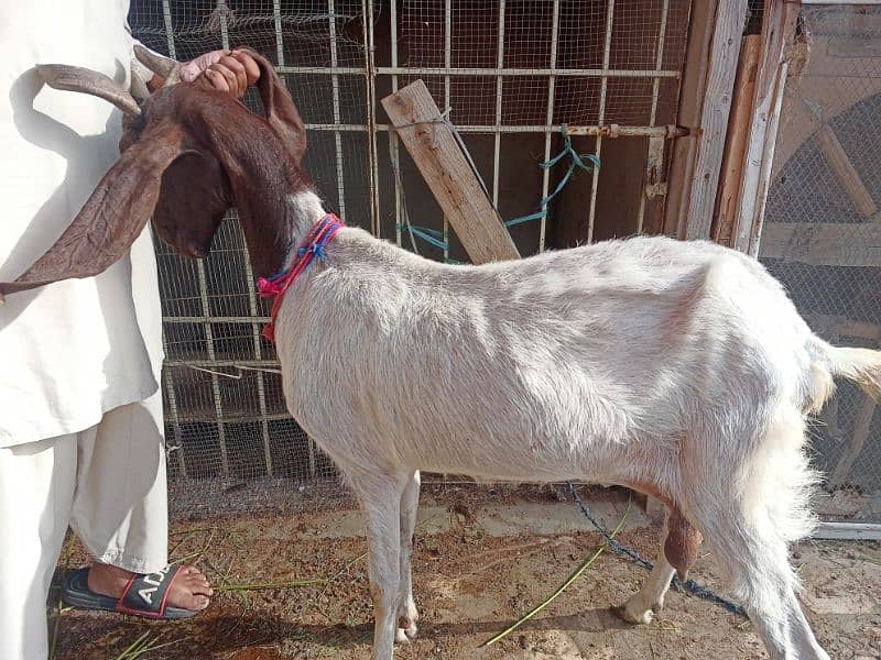 Breedar goat's for sale 3