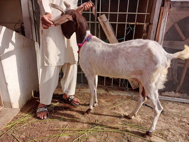 Breedar goat's for sale 4