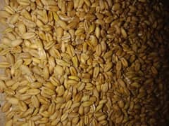 Wheat for sale 4200 ruppee per 40 kilograms
