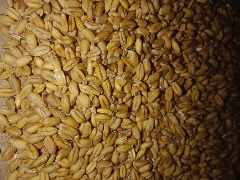 Wheat for sale 4200 ruppee per 40 kilograms 0